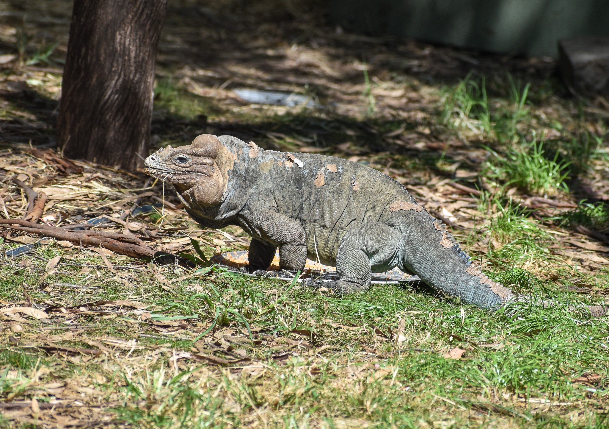 Rhinoceros Iguana
