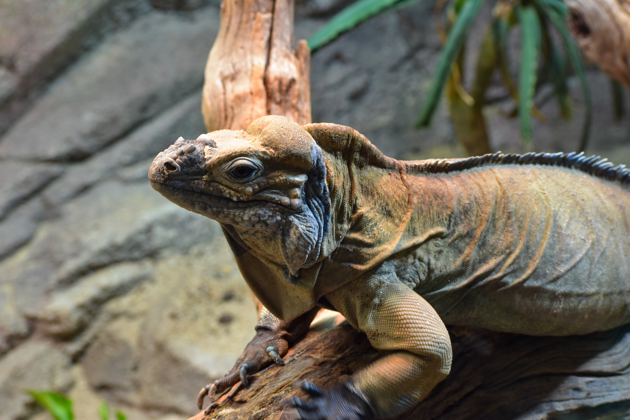 Rhinoceros Iguana