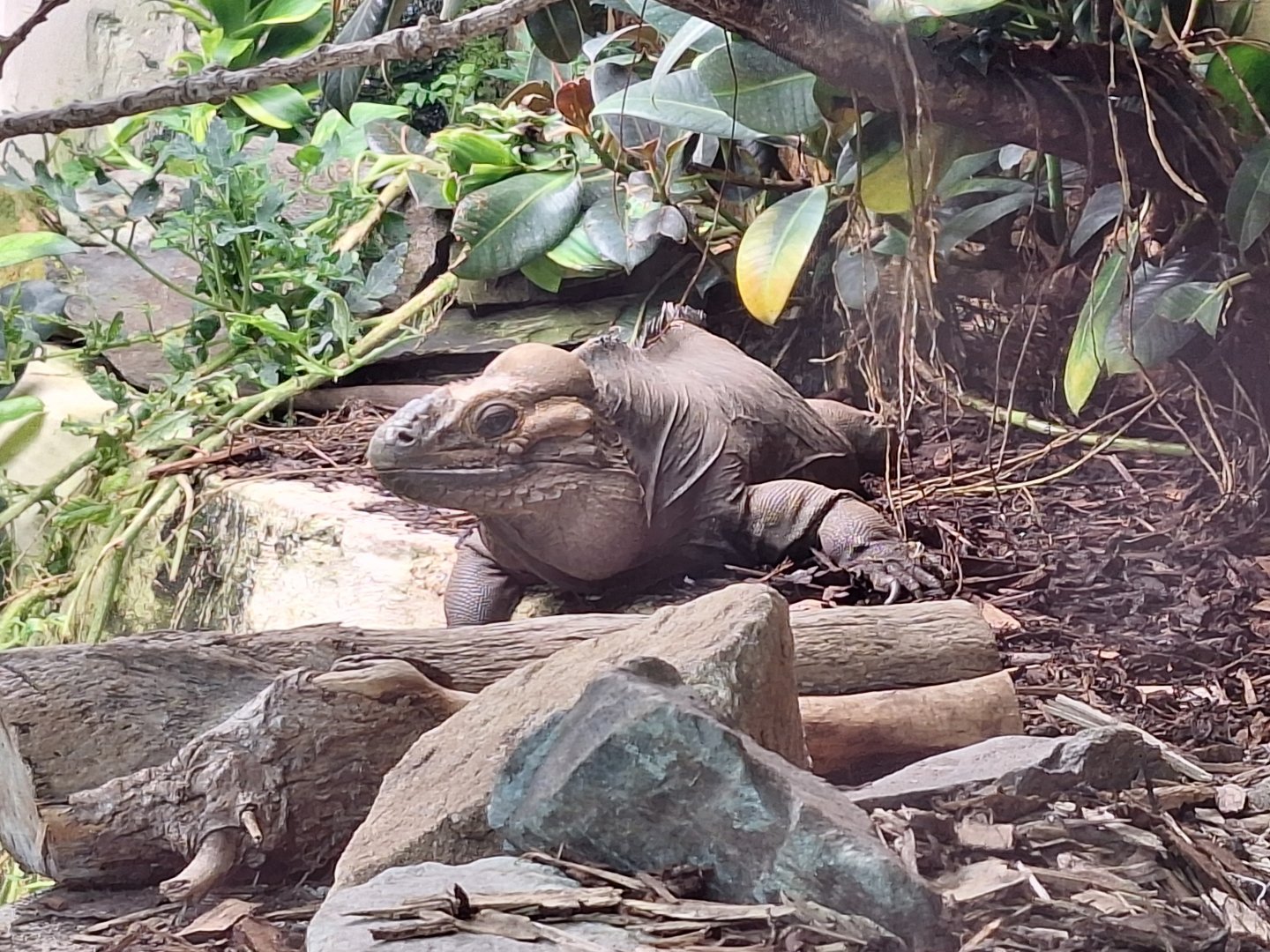 Rhinoceros Iguana