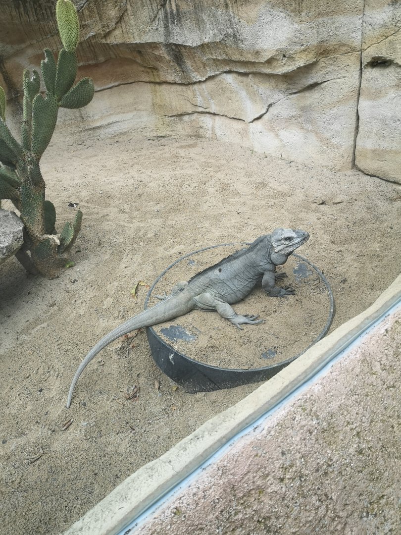 Rhinoceros iguana