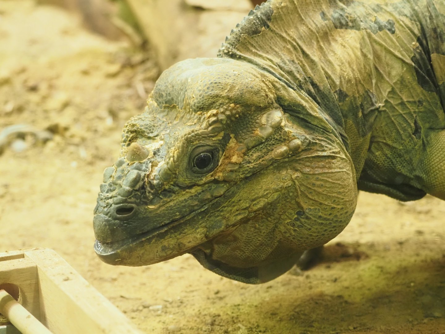 Rhinoceros Iguana