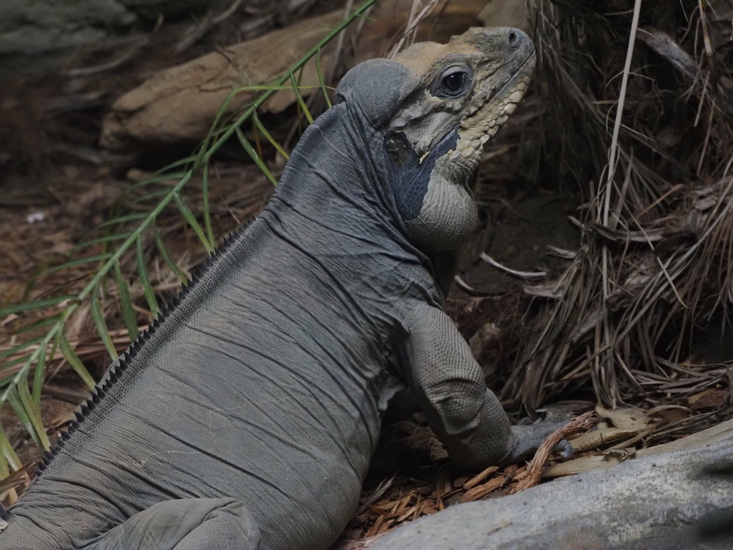 Rhinoceros Iguana