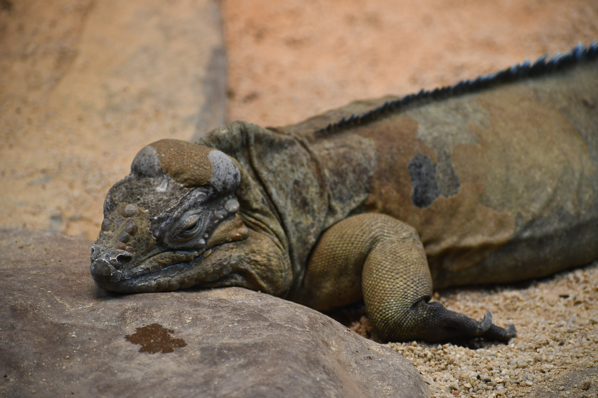 Rhinoceros Iguana