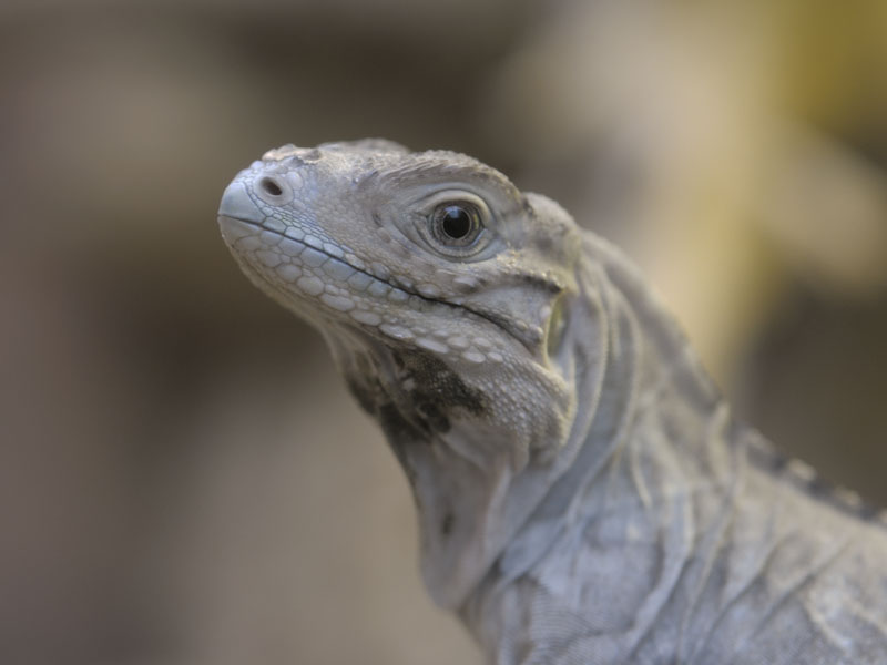 Rhinoceros iguana