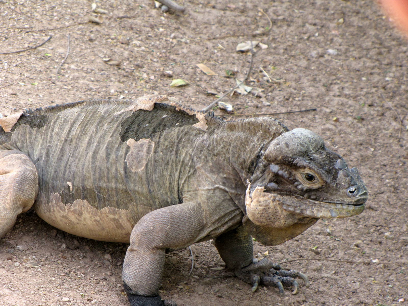 Rhinoceros Iguana