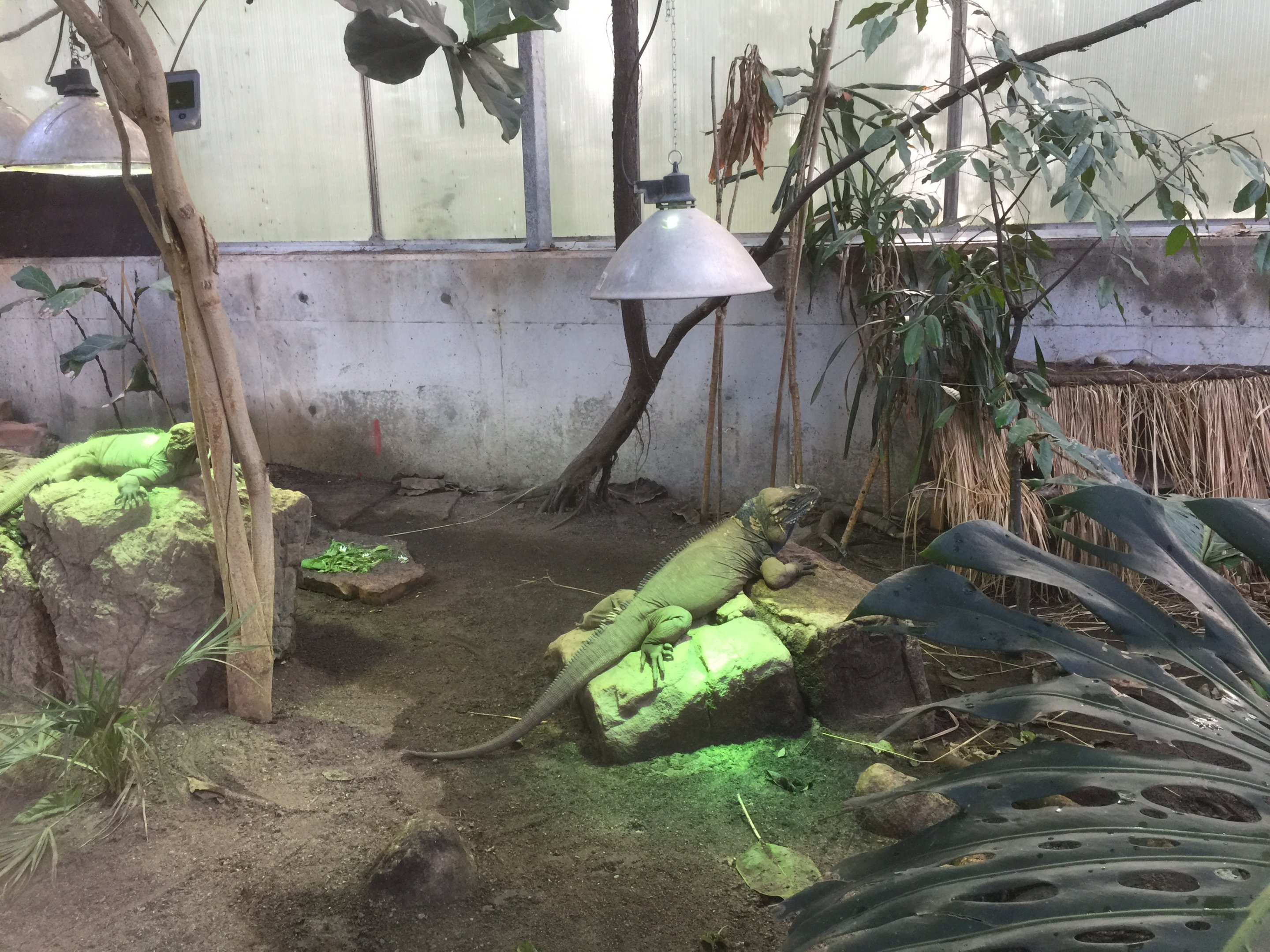 Rhinoceros iguanas | "AmaZOOnas" Tropical House