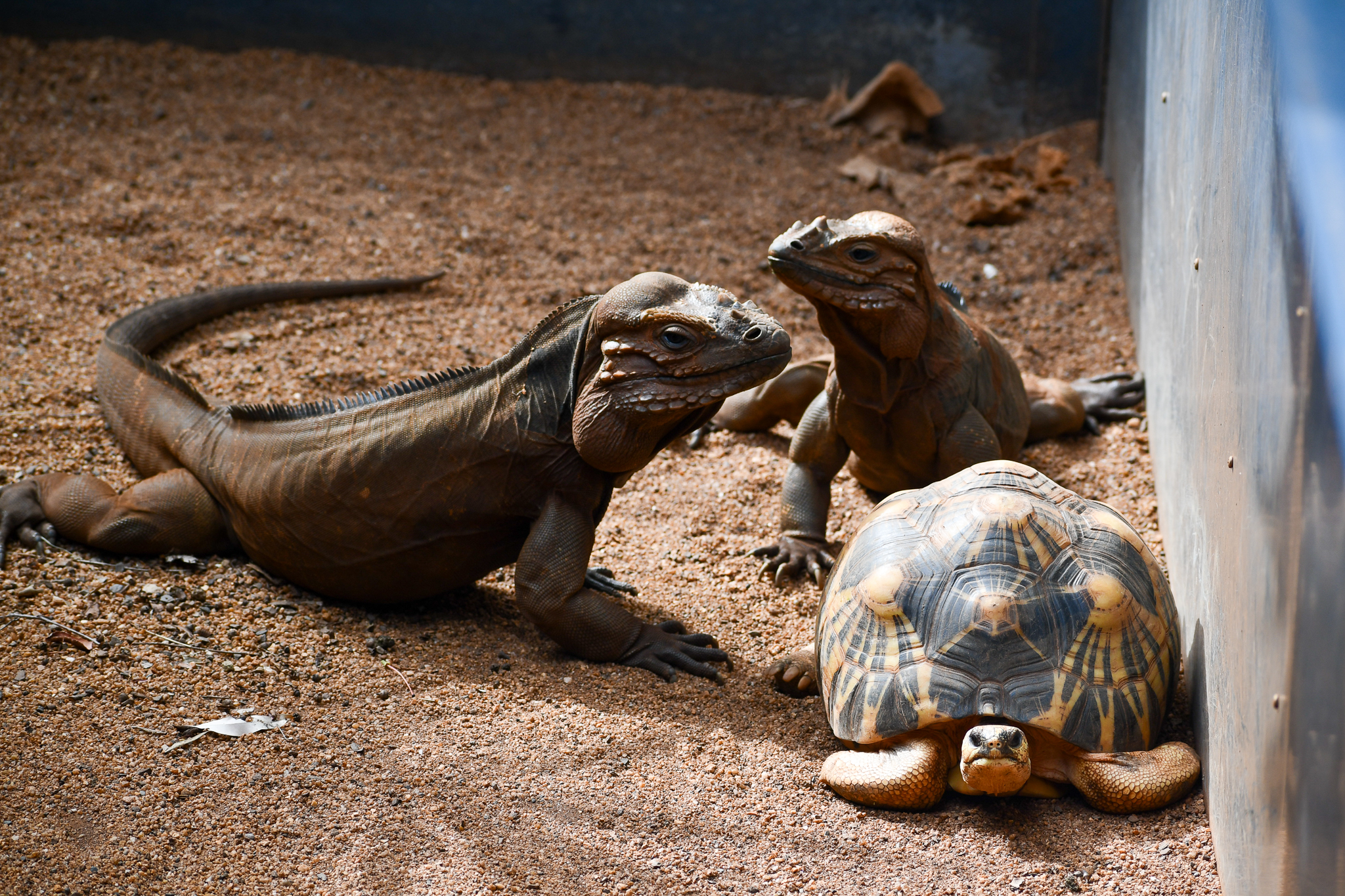 Rhinoceros Iguanas and Radiated Tortoise