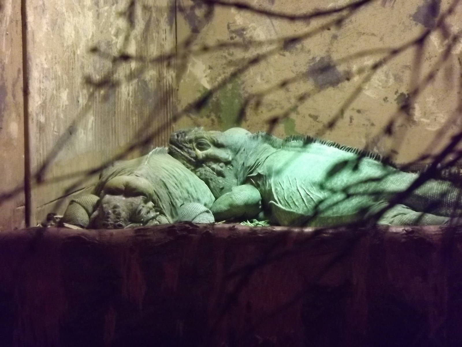 Rhinoceros Iguanas at Blackpool Zoo 28/07/12