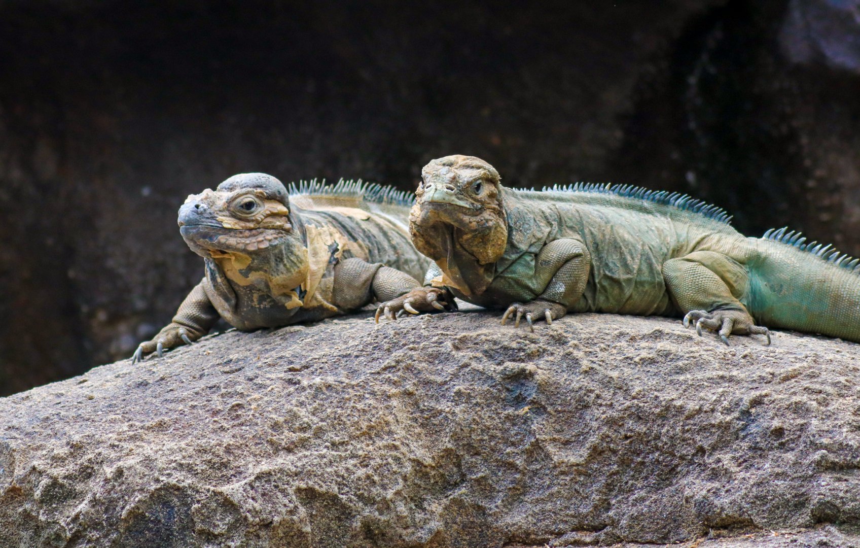 Rhinoceros Iguanas (Cyclura cornuta)
