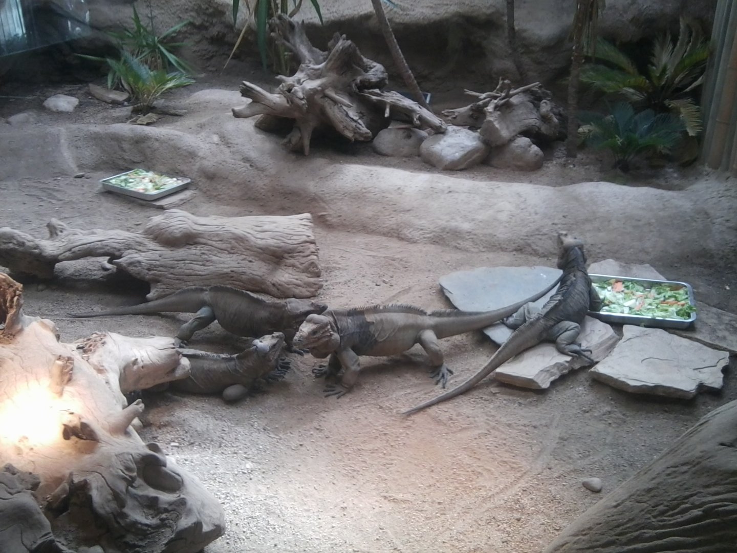 Rhinoceros iguanas (were like fighting)