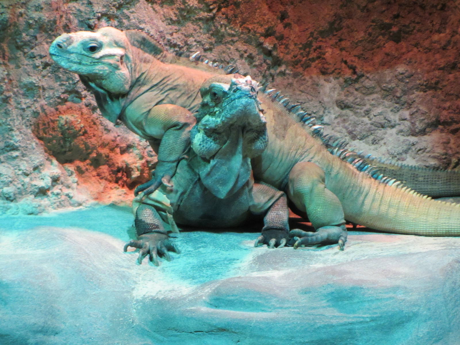 Rhinoceros Iguanas