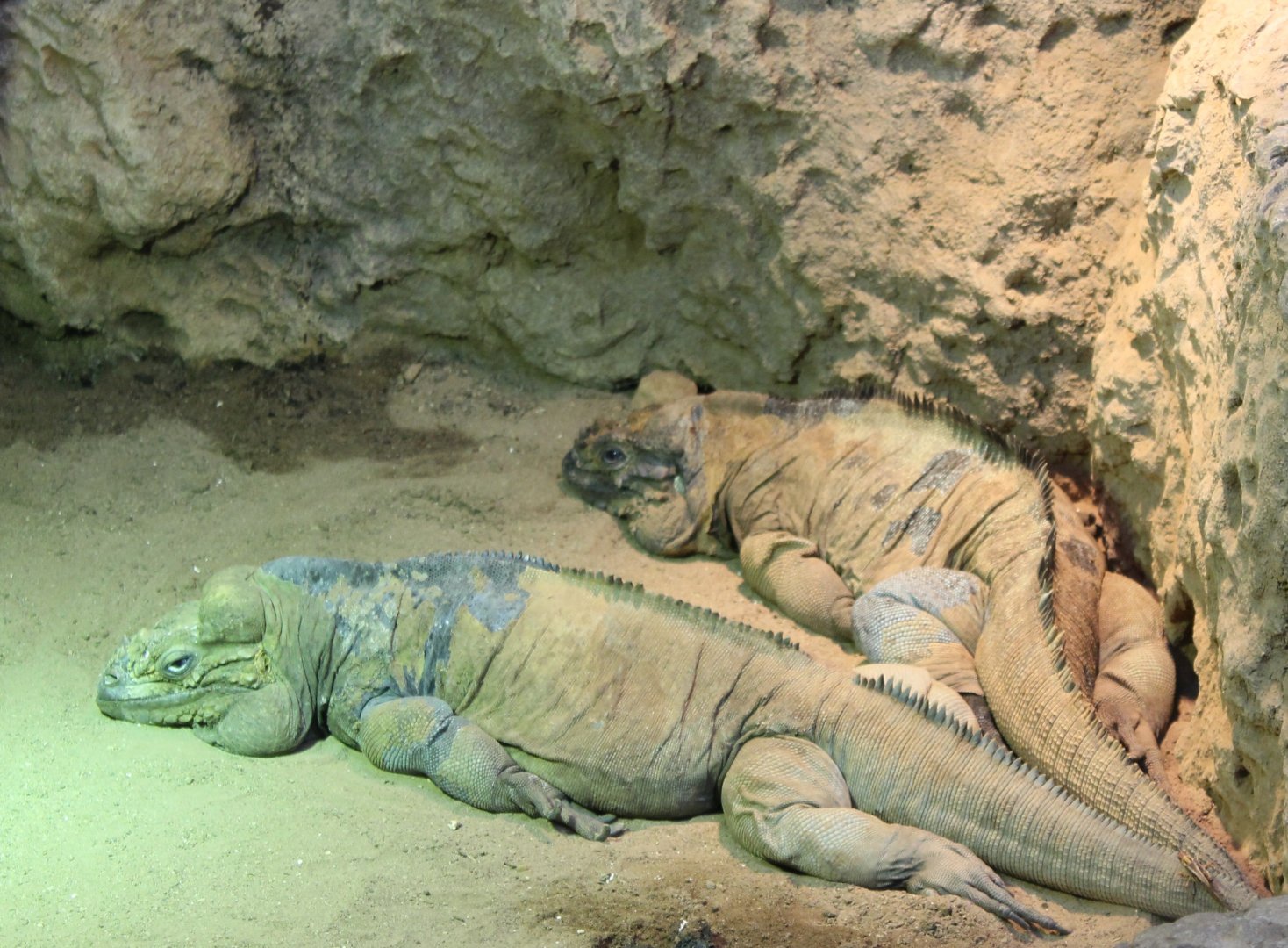 Rhinoceros iguanas