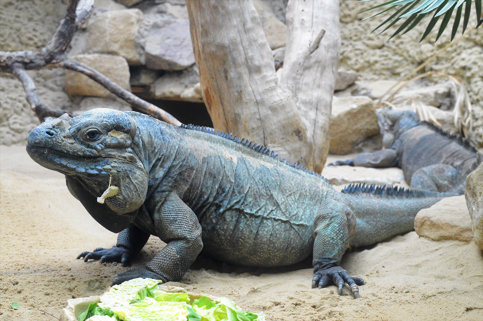 Rhinoceros iguanas