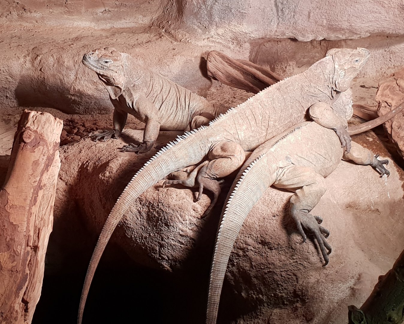 Rhinoceros iguanas