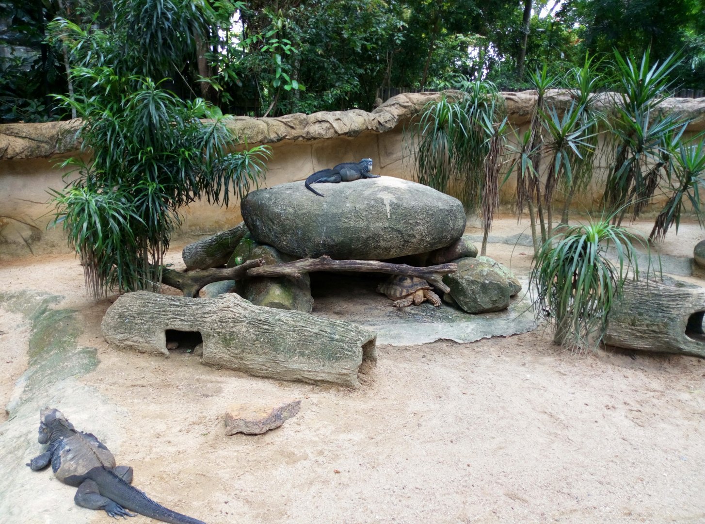 Rhinoceros iguanas