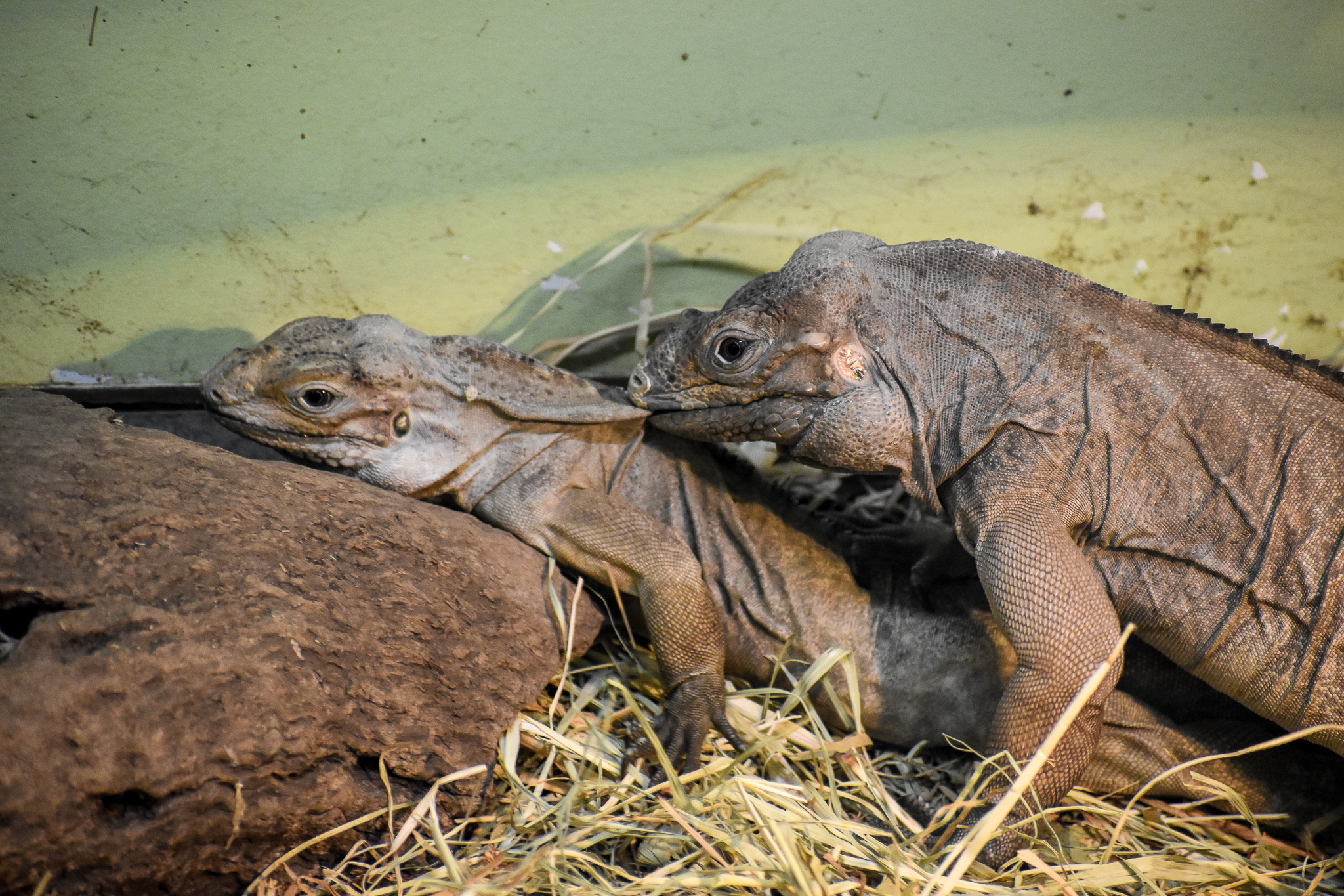 Rhinoceros Iguanas