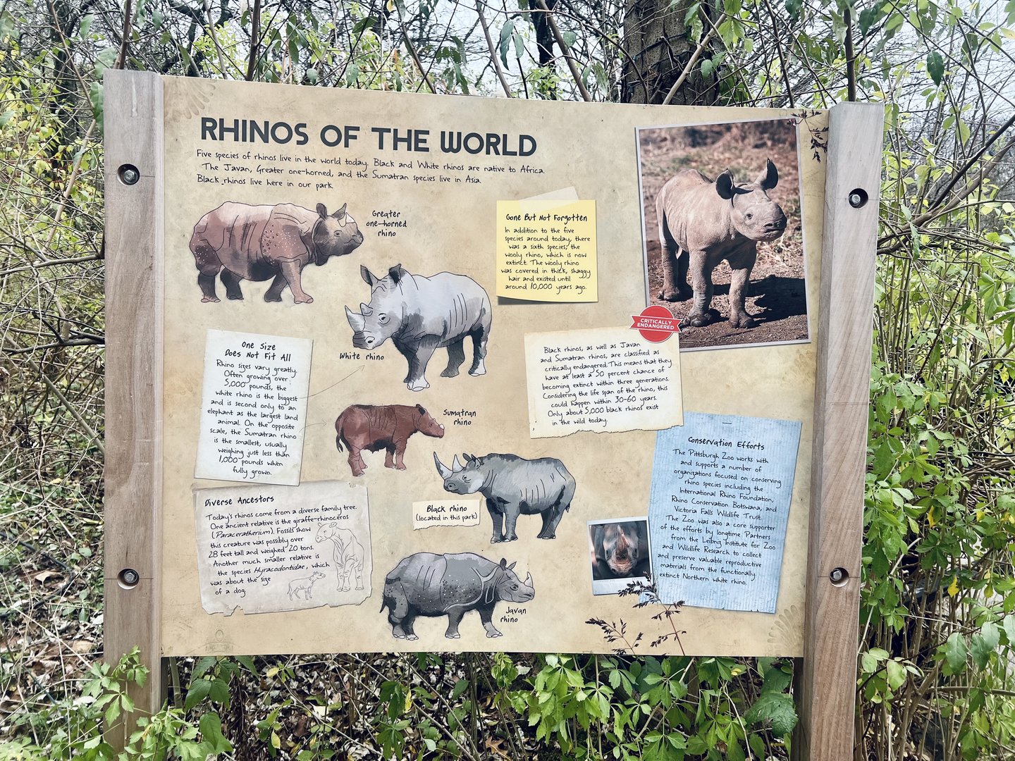 Rhinoceros Information Sign