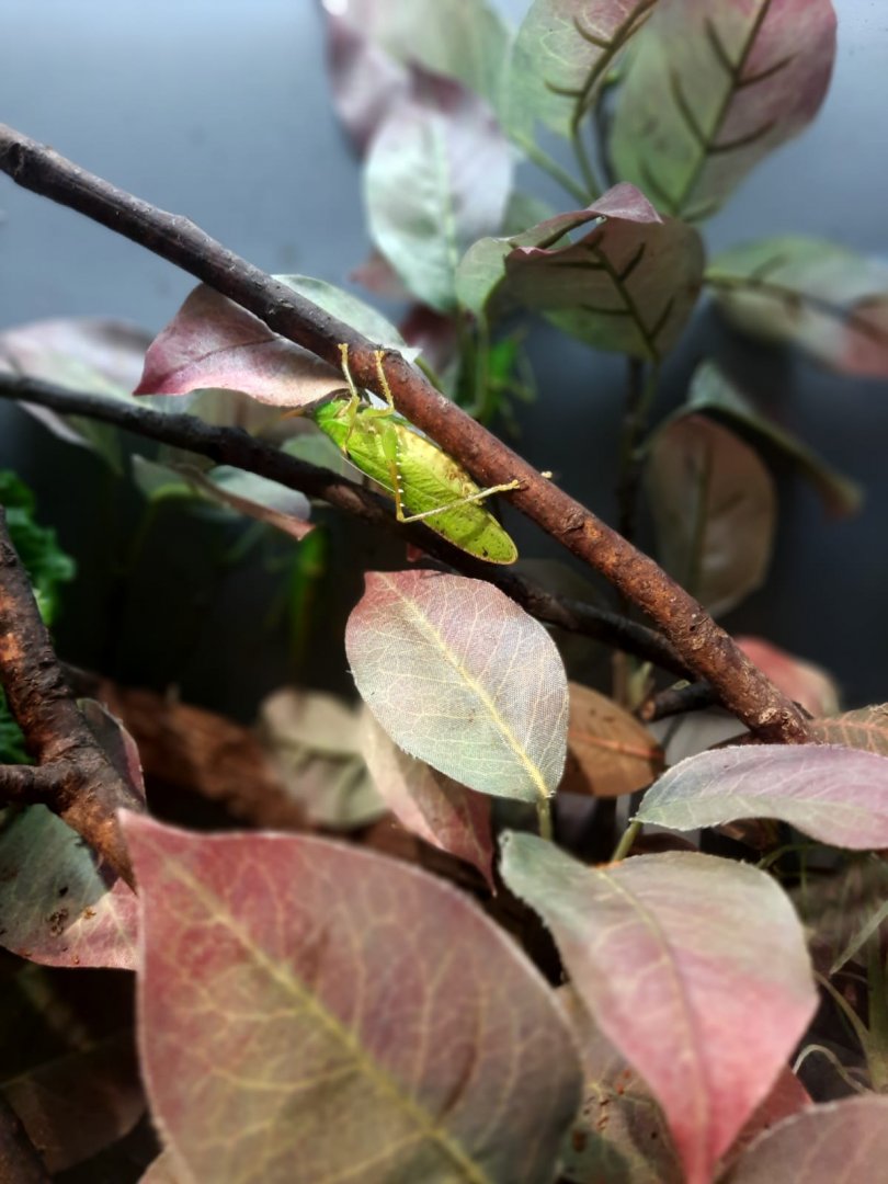 Rhinoceros katydid (copiphora rhinoceros)