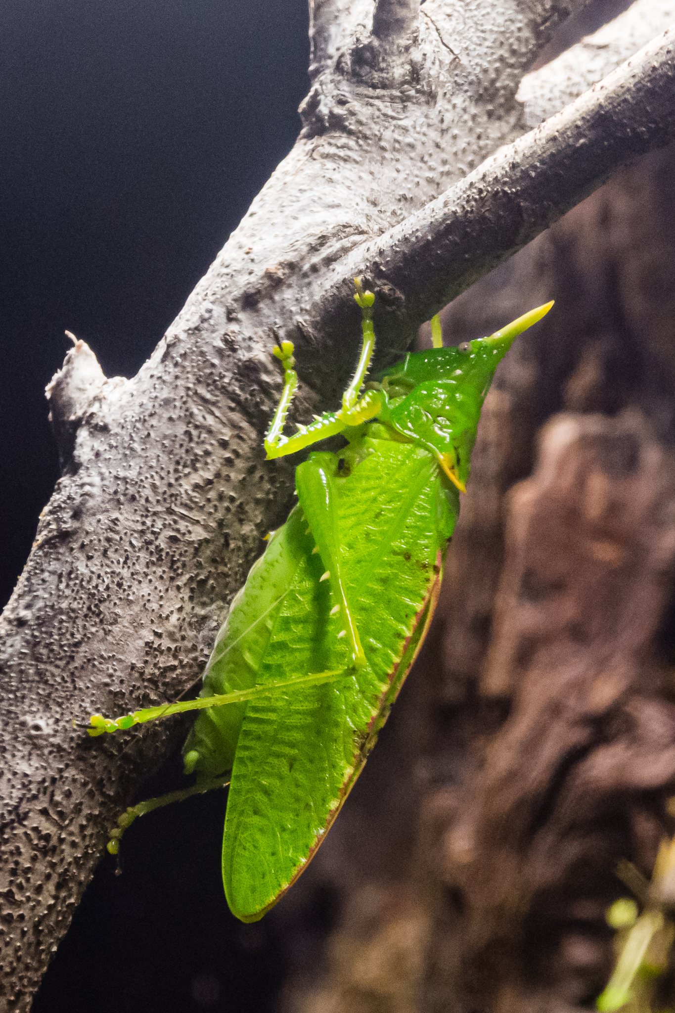 Rhinoceros Katydid-Spineless Marvels