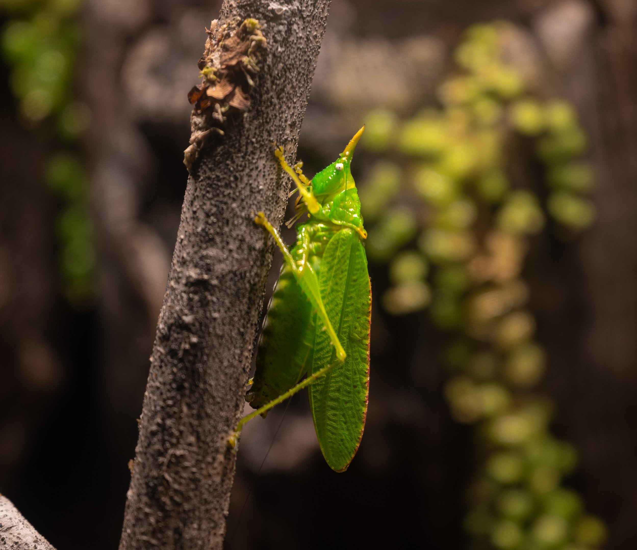 Rhinoceros Katydid