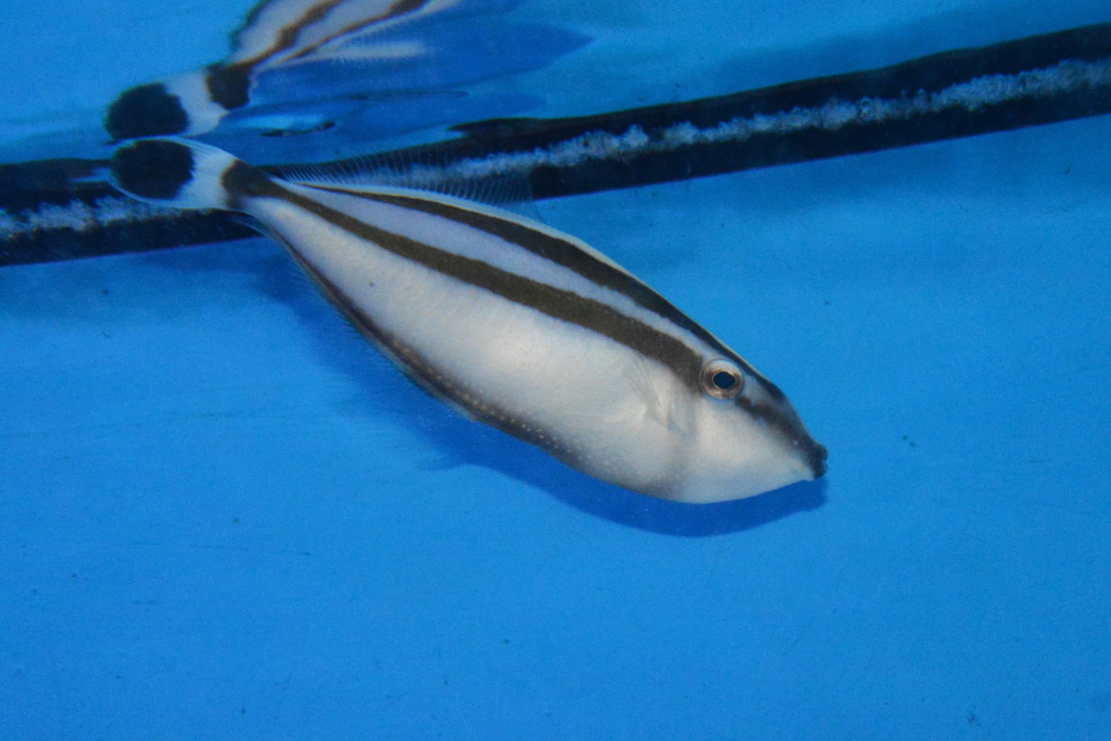 Rhinoceros leatherjacket (Pseudalutarius nasicornis)