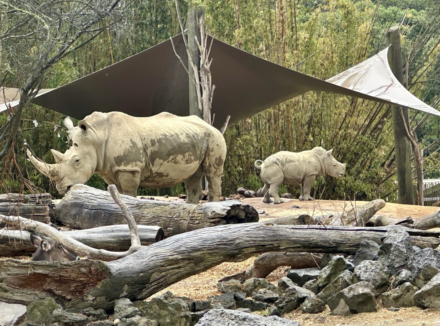 Rhinoceros (Mother and Calf)