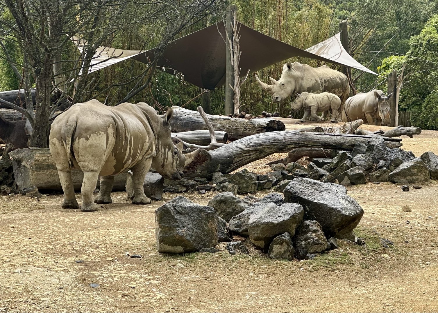 Rhinoceros (Mother and Three Offspring)