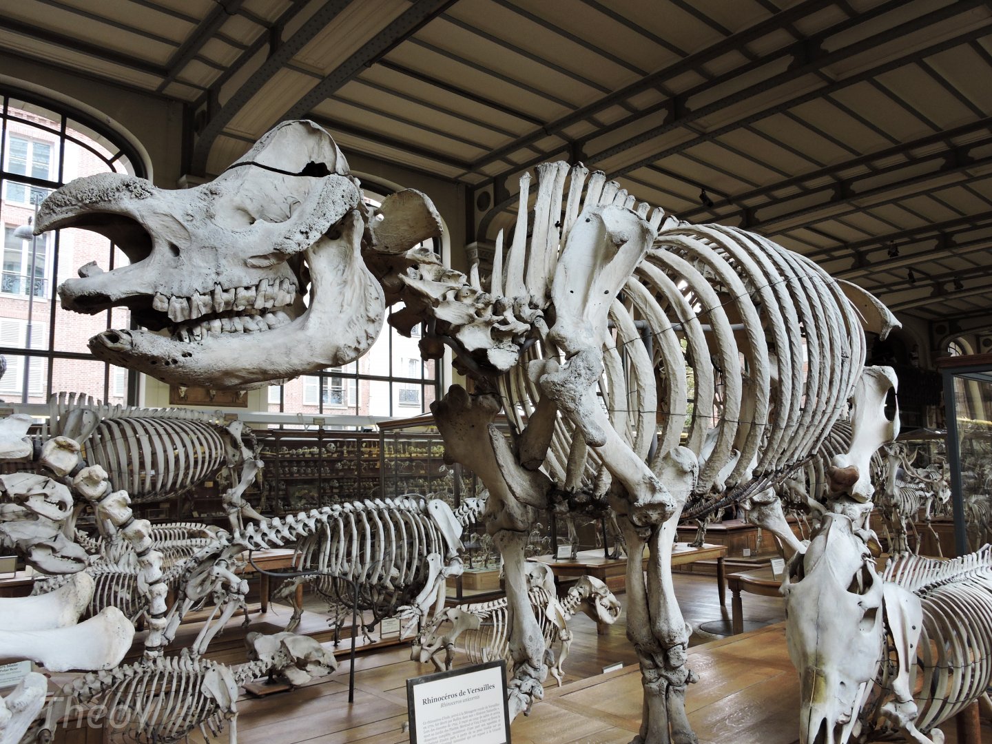 Rhinoceros of Versailles [2015]