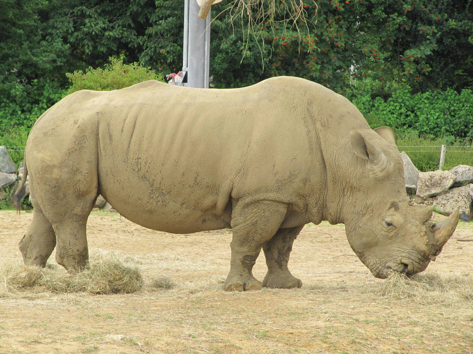 Rhinoceros on 06/08/2016