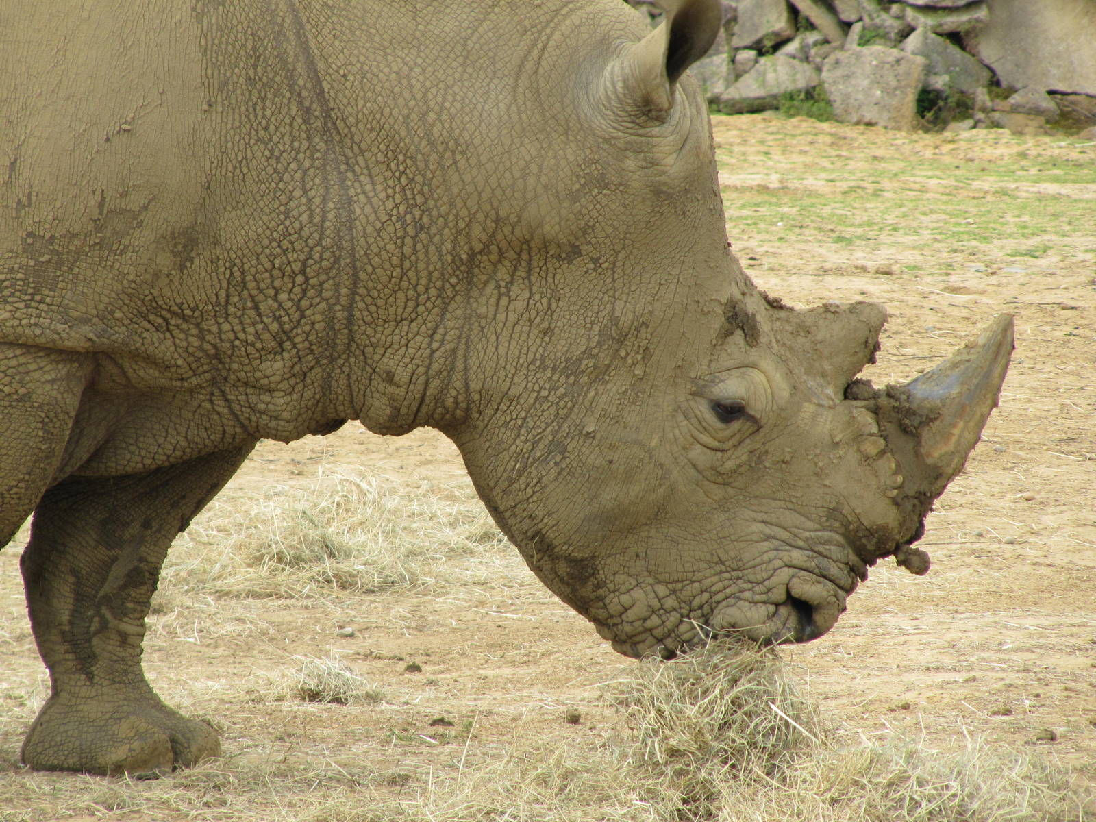 Rhinoceros on 06/08/2016