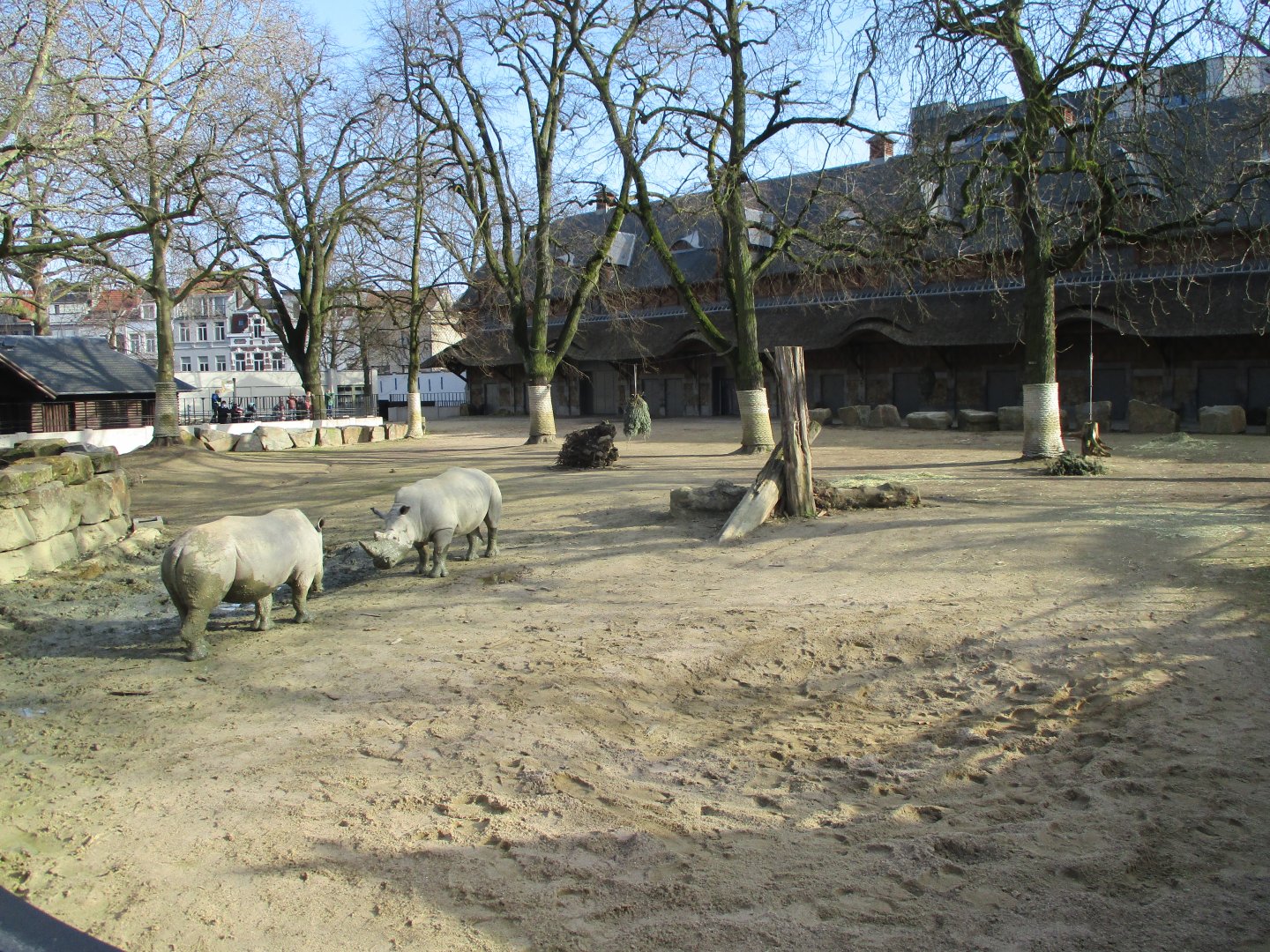 Rhinoceros paddock (2021-02-27)