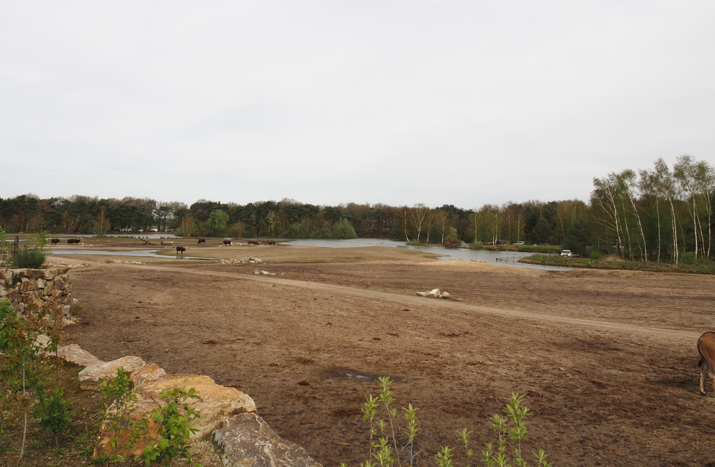 Rhinoceros plains with Southern white rhinoceros, Ankole-Watusi cattle, Common eland and Blesbok, 2024-04-06