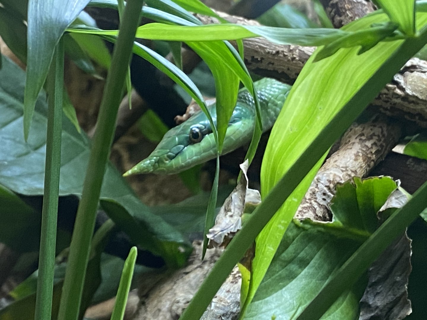 Rhinoceros rat snake 150220