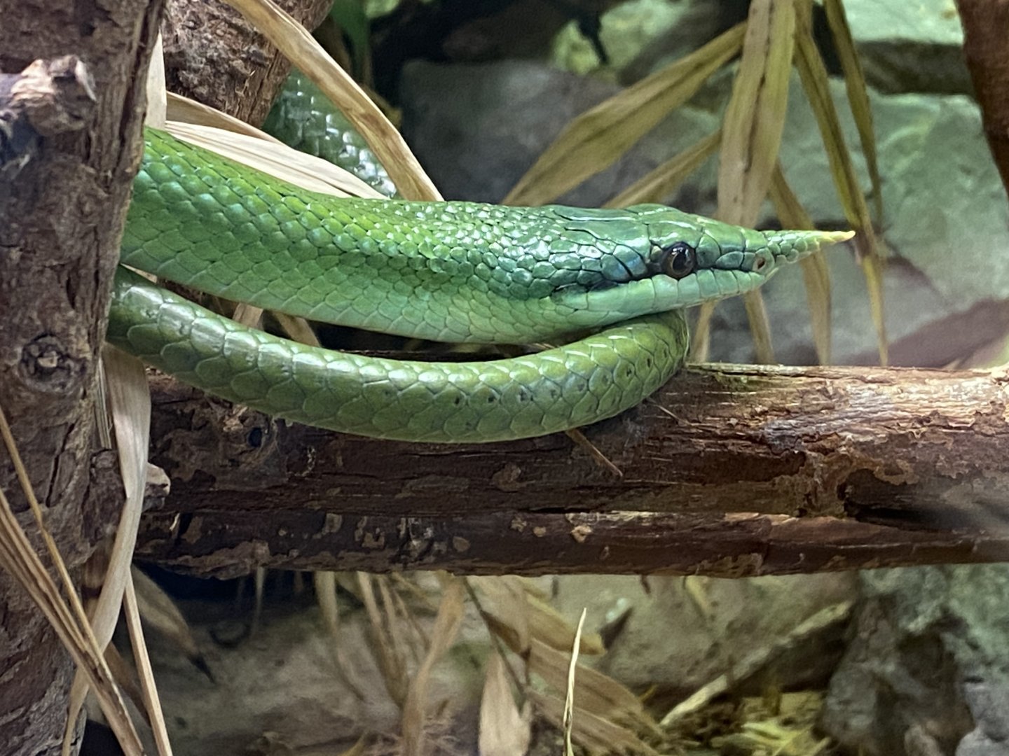 Rhinoceros rat snake 260124