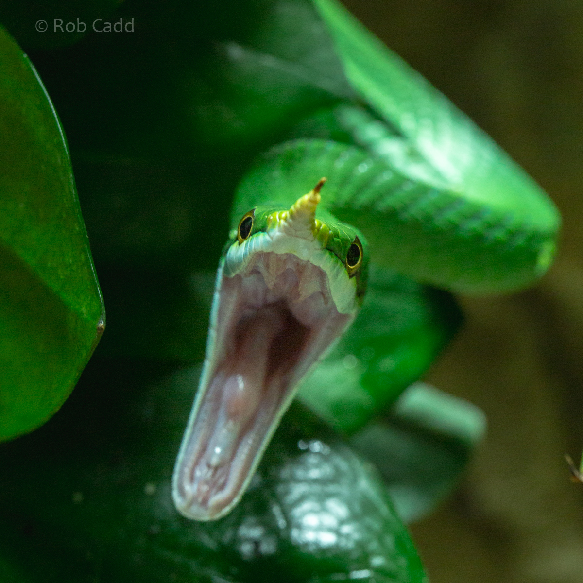 Rhinoceros rat snake : Cotswold WP : 05 Aug 2020