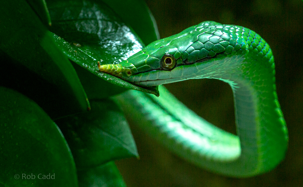 Rhinoceros rat snake : Cotswold WP : 05 Aug 2020