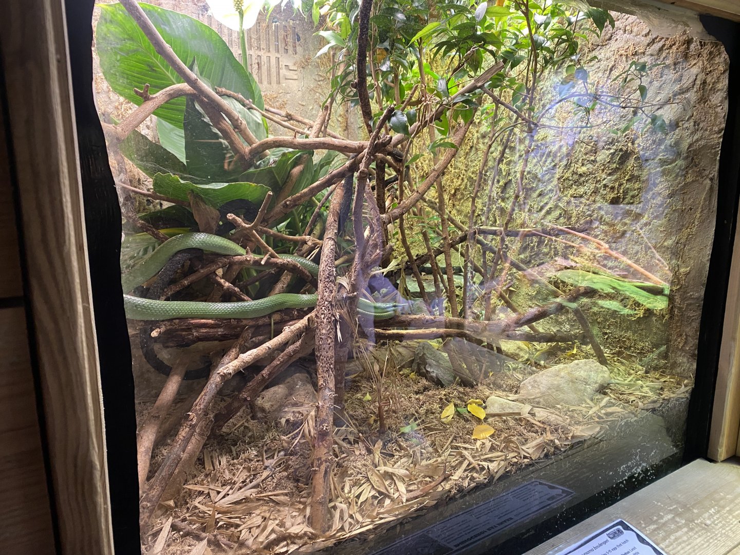 Rhinoceros rat snake exhibit 260124