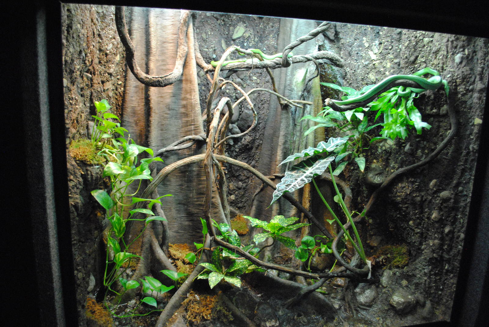 Rhinoceros Rat-Snake Exhibit (Main Gallery)