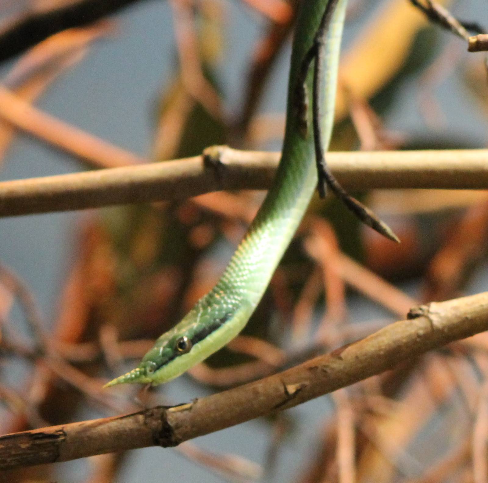 Rhinoceros rat snake