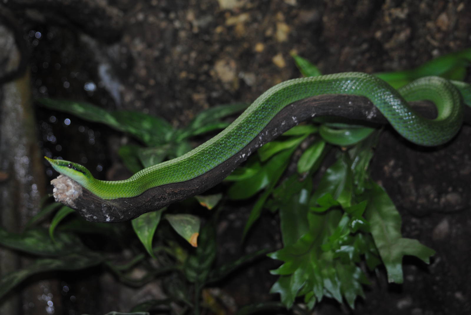 Rhinoceros Rat-Snake