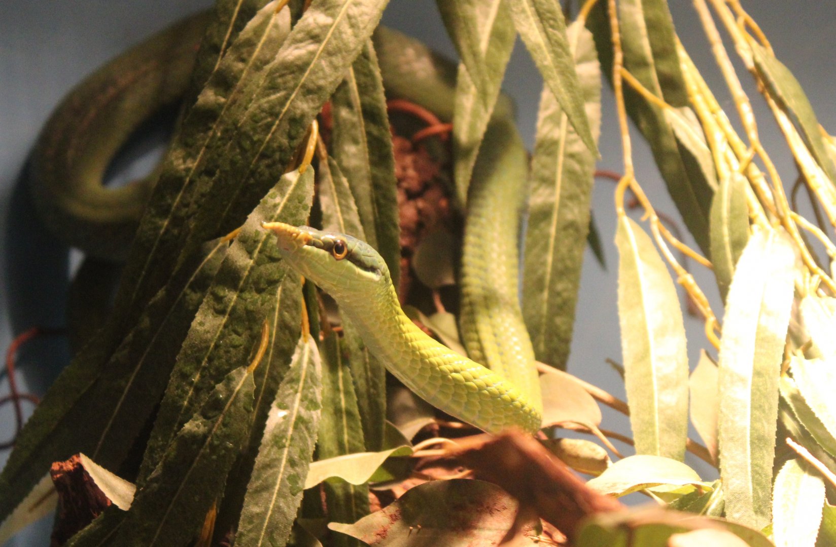 Rhinoceros rat snake