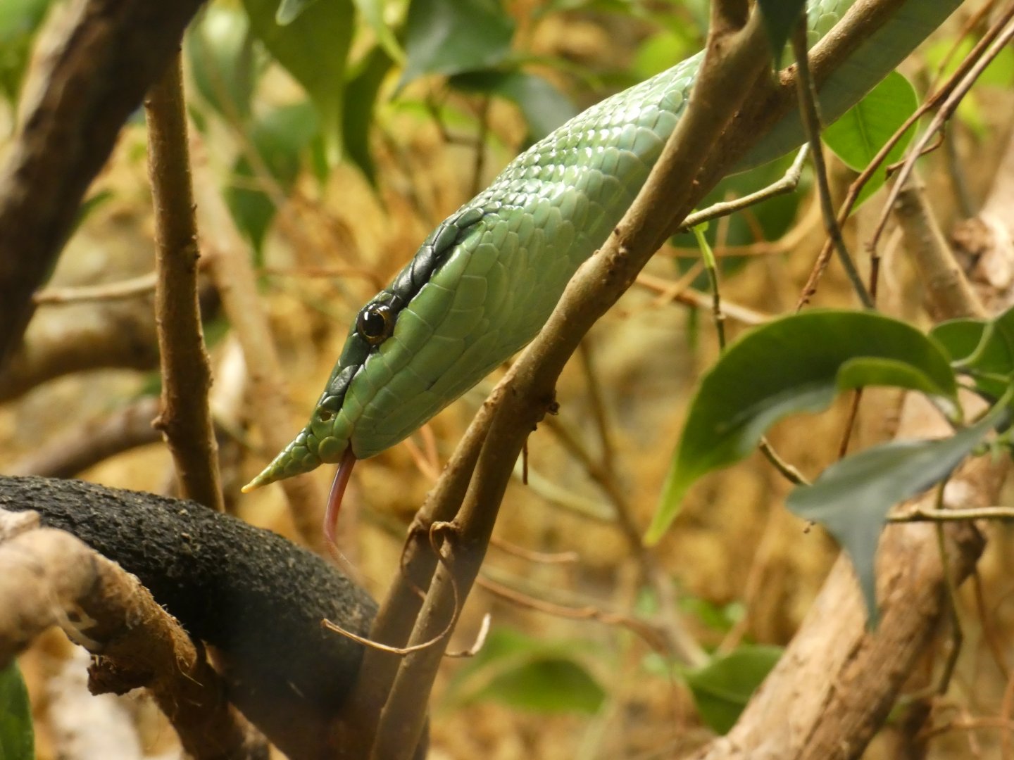 Rhinoceros rat snake