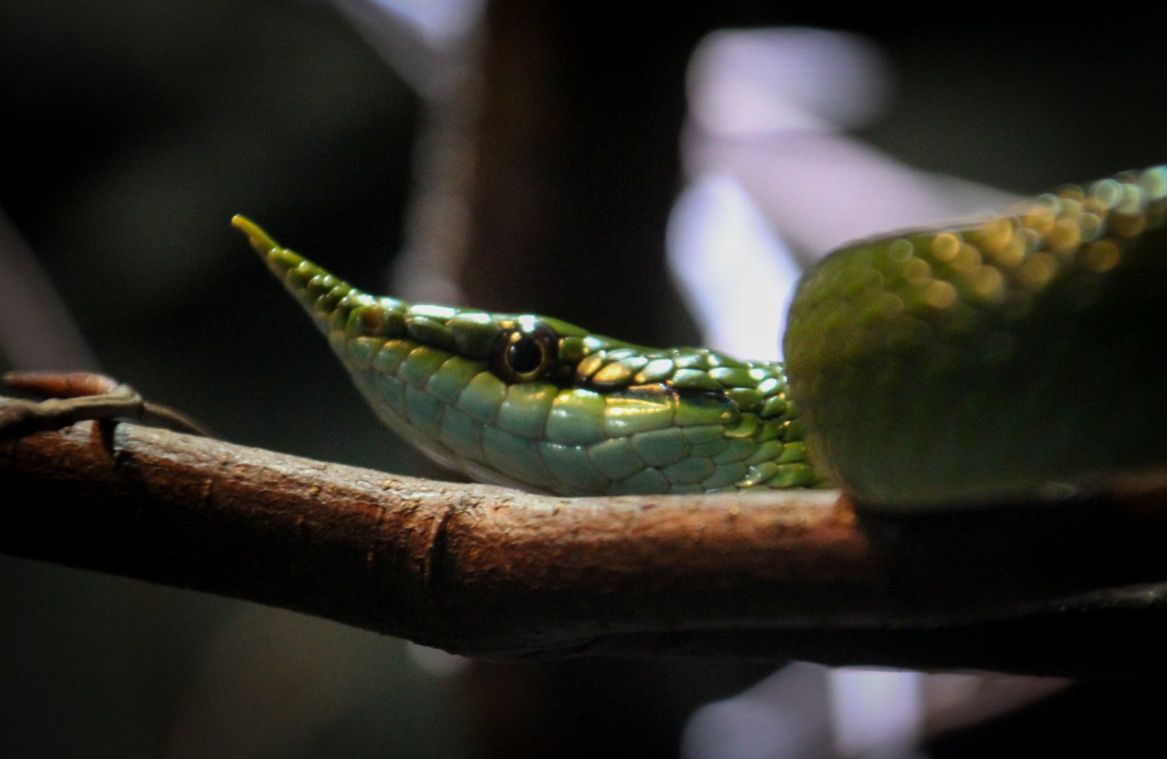 Rhinoceros Rat Snake