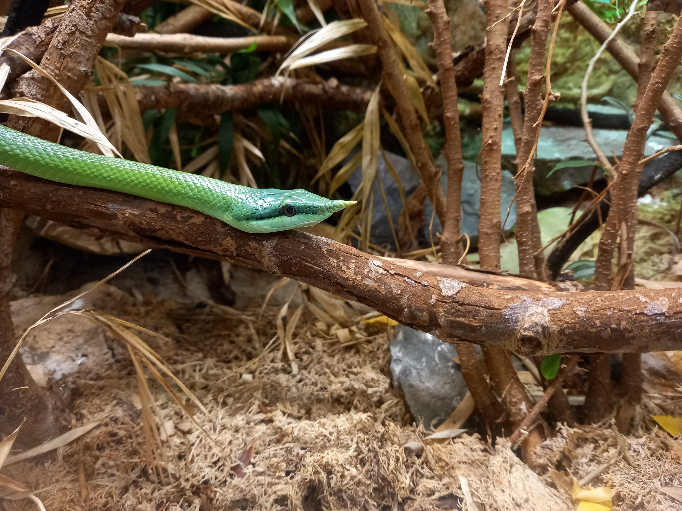 Rhinoceros Rat Snake