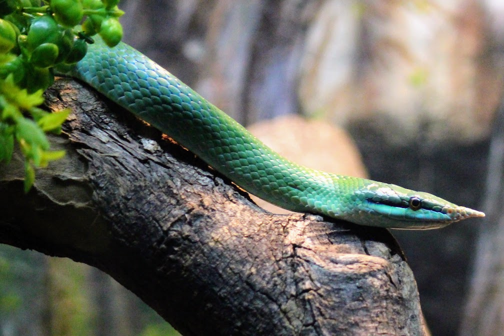 Rhinoceros Rat Snake