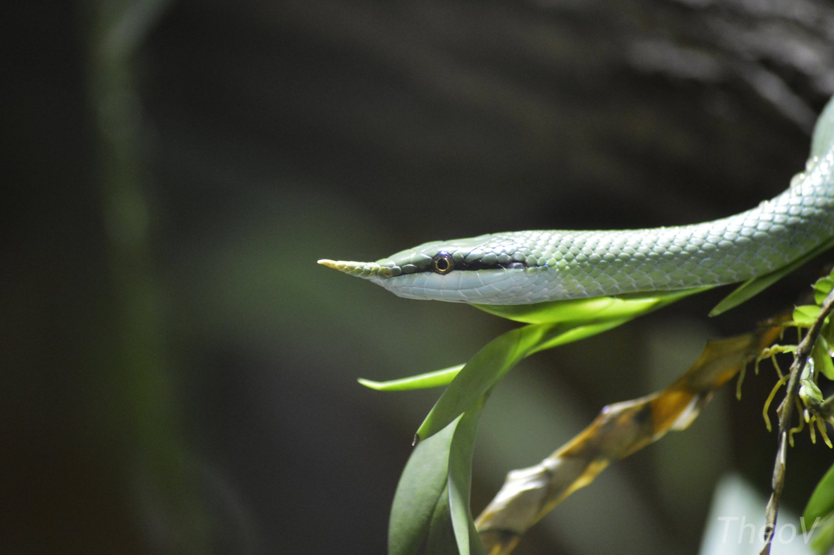 Rhinoceros ratsnake [2020]
