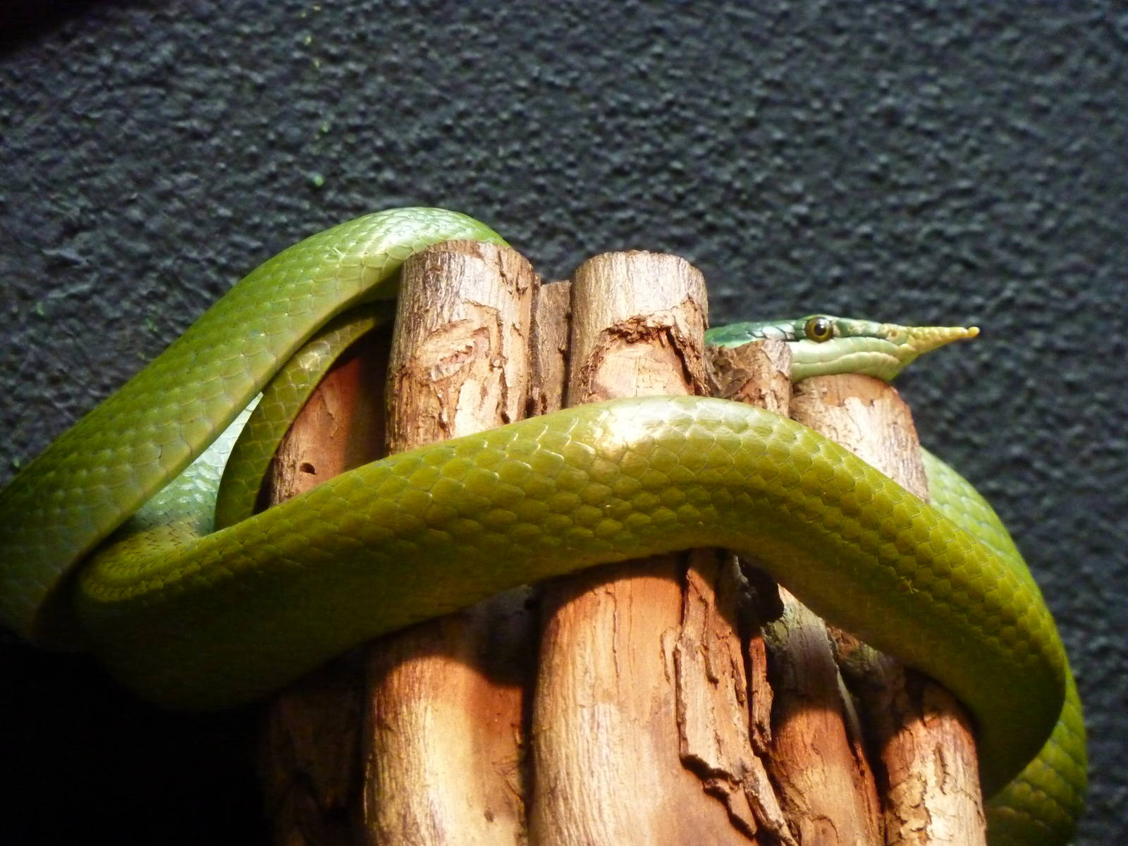 Rhinoceros ratsnake, 30th September 2012.