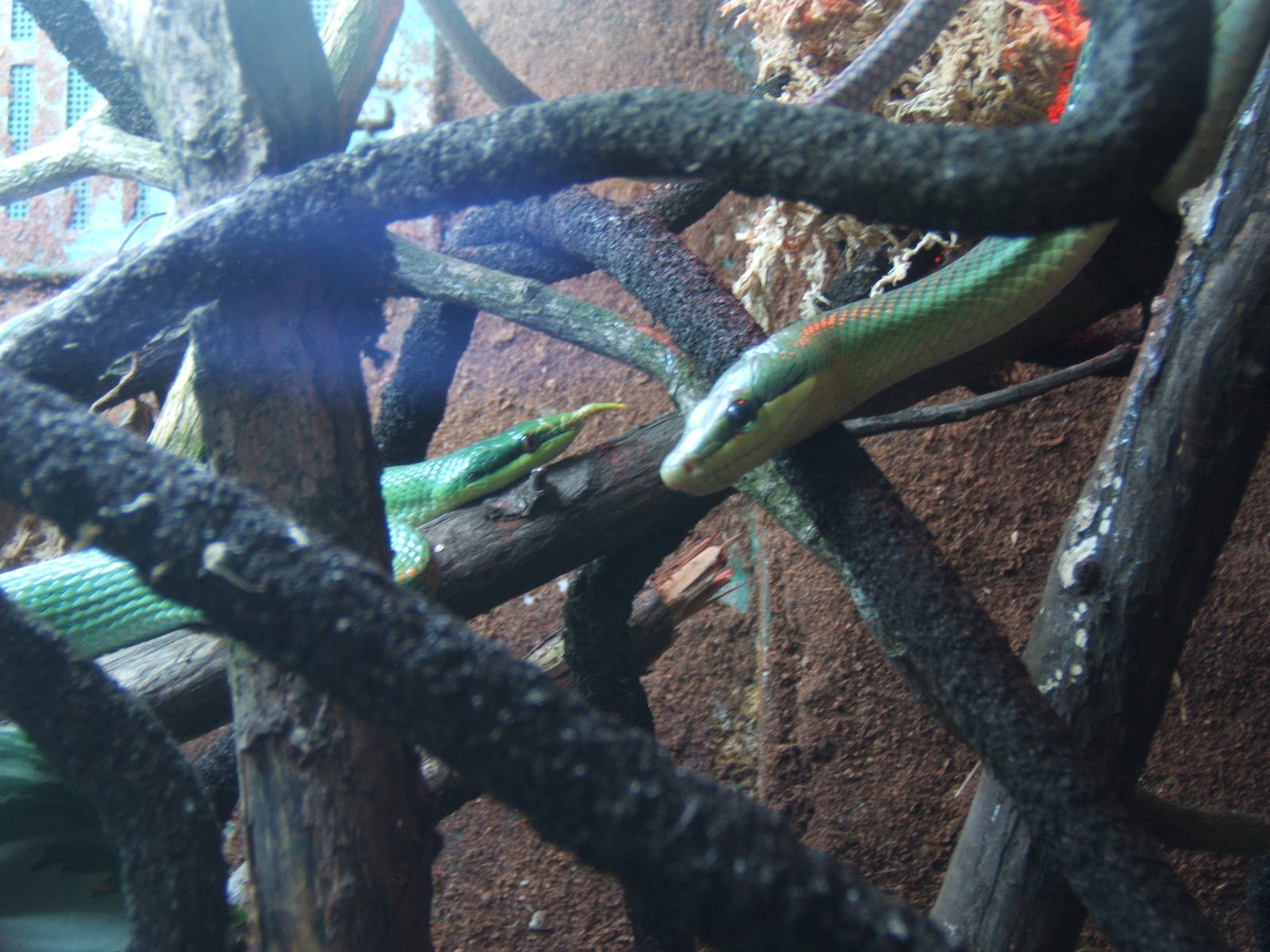Rhinoceros Ratsnake and Red-tailed Racer