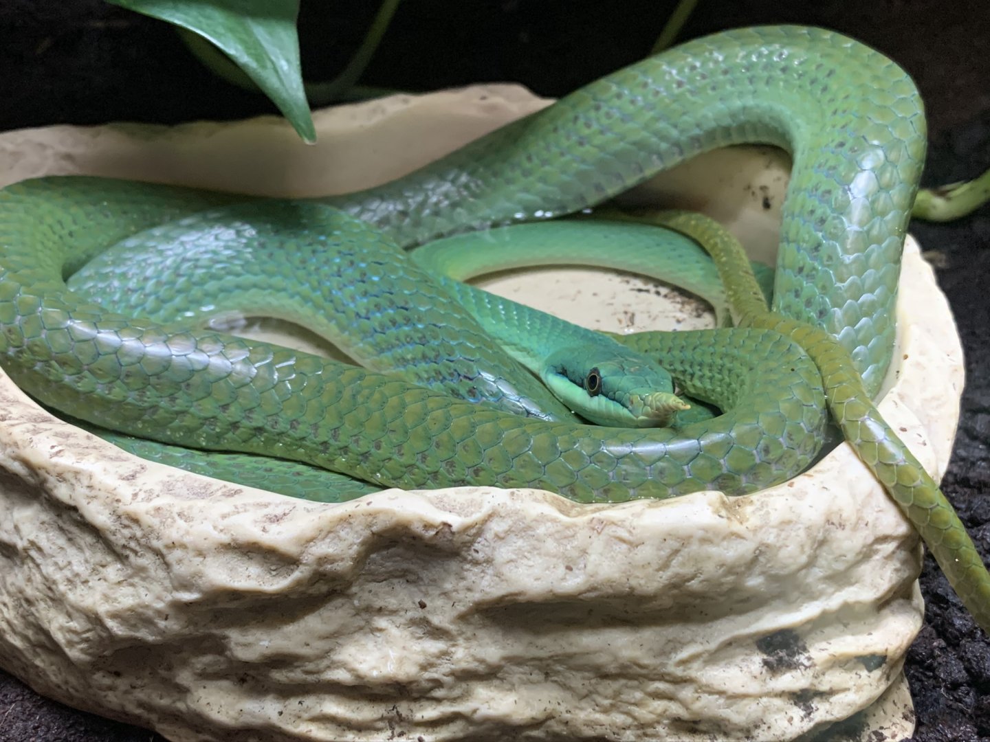 Rhinoceros Ratsnake at Northumberland College Zoo (2020)