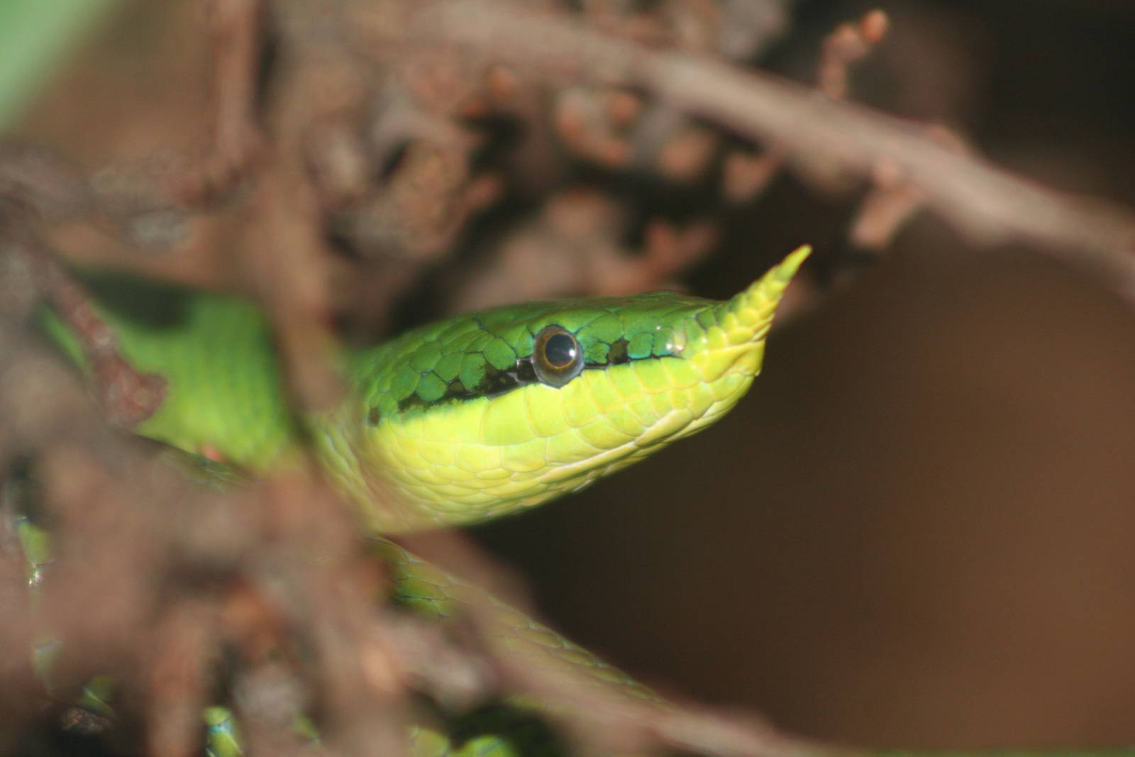 Rhinoceros Ratsnake @ Chester; 22.09.2010